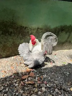 Japanese Bantam