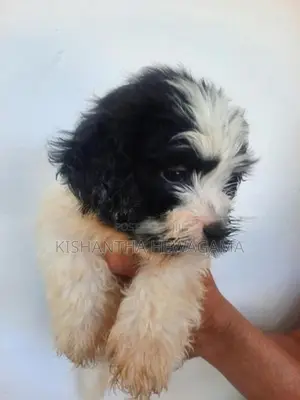 Shih Tzu Puppy