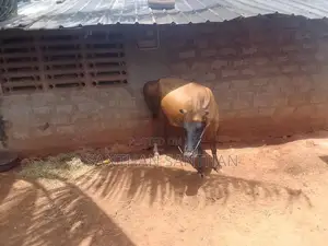 Milk Cow