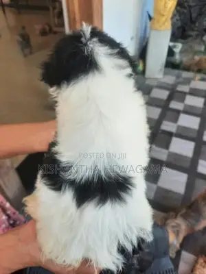 Shih Tzu Puppy