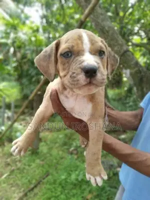 American Bully Puppy