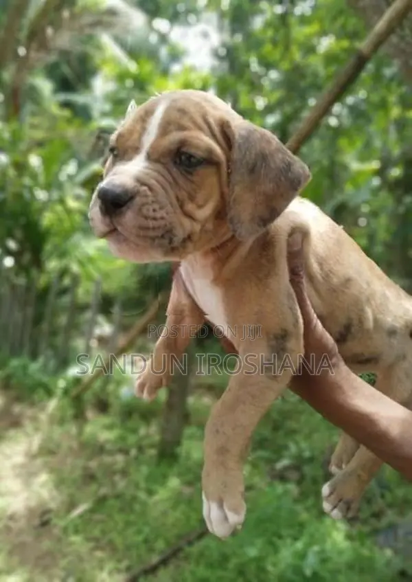 American Bully Puppy