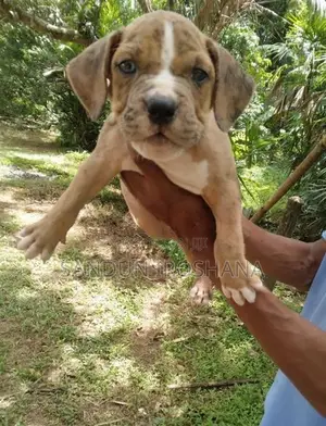 American Bully Puppy