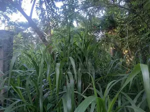 Land for Sale in Godagama, Homagama