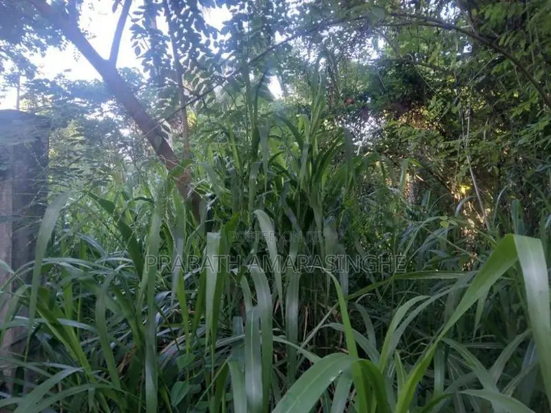 Land for Sale in Godagama, Homagama