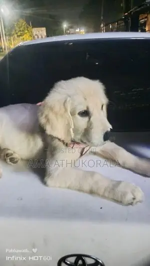 Golden Retriever Female