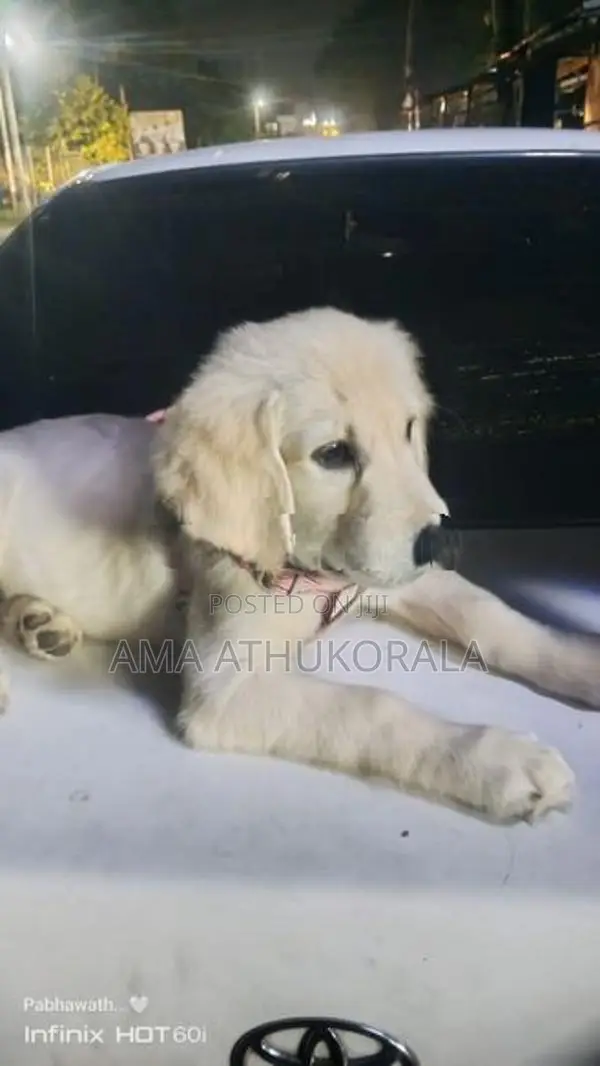 Golden Retriever Female