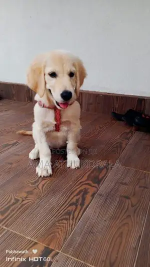 Golden Retriever Female