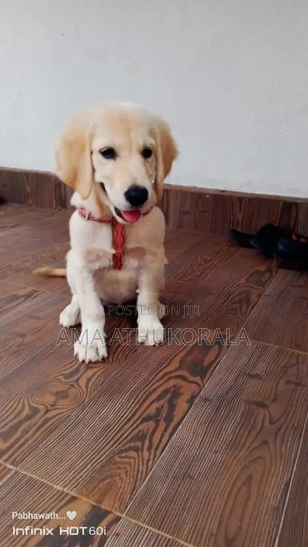 Golden Retriever Female