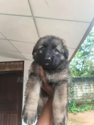 German Shepherd Female