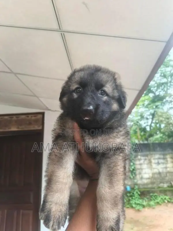 German Shepherd Female