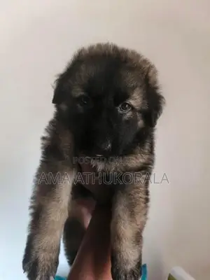 German Shepherd Female