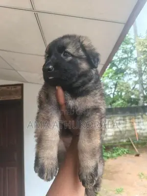 German Shepherd Female