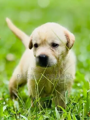 Labrador Retriever