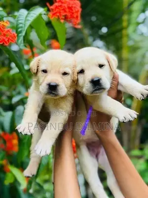 Labrador Retriever