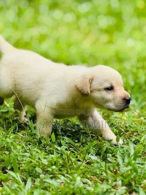 Labrador Retriever