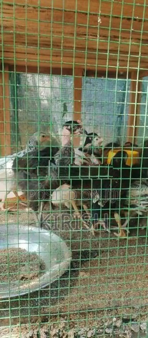 ஊர்கோழி குஞ்சுகள்