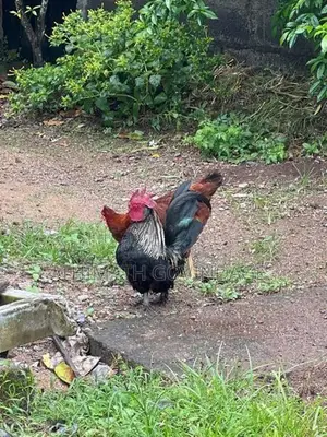 කුකුලා හා කිකිලි