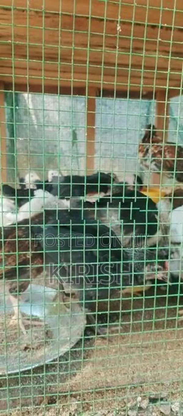 ஊர்கோழி குஞ்சுகள்