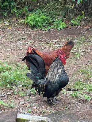 කුකුලා හා කිකිලි