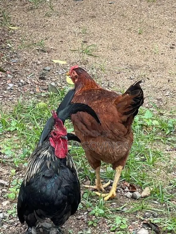 කුකුලා හා කිකිලි