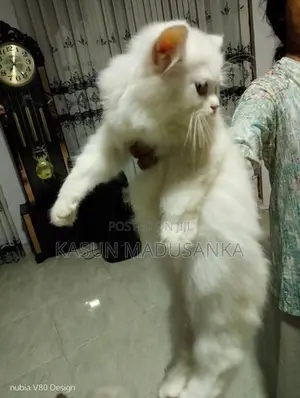 Parsian Cat