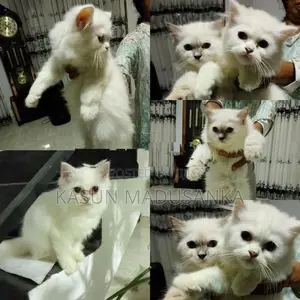 Parsian Cat