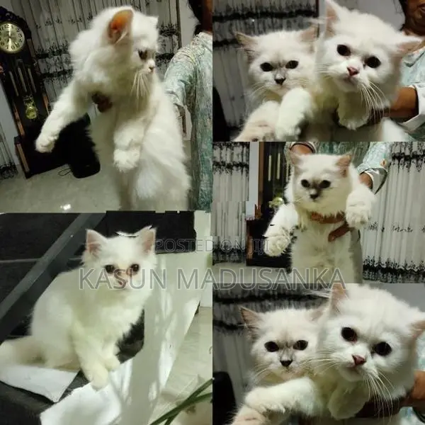 Parsian Cat