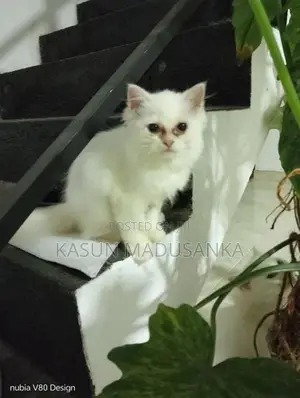 Parsian Cat