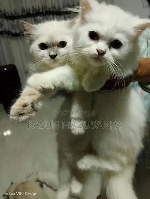 Parsian Cat
