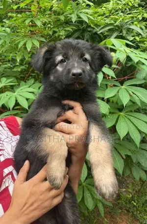 German Shepherd Puppy