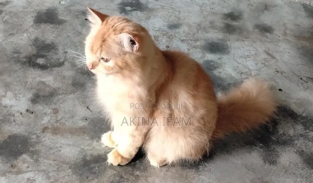 Persian Cat