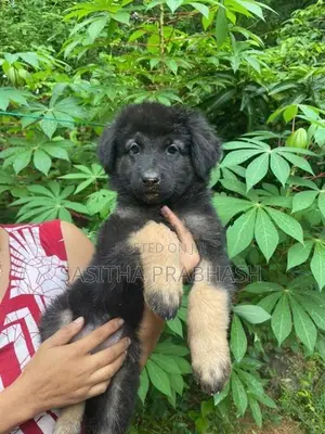 German Shepherd Puppy