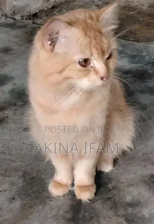 Persian Cat