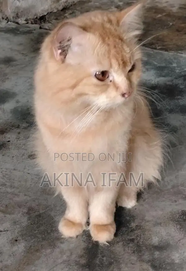 Persian Cat