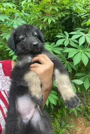 German Shepherd Puppy