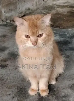 Persian Cat