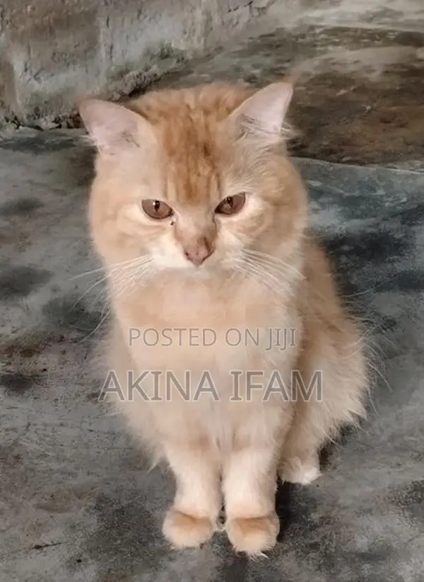 Persian Cat