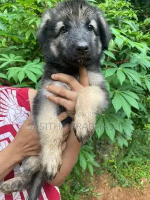 German Shepherd Puppy