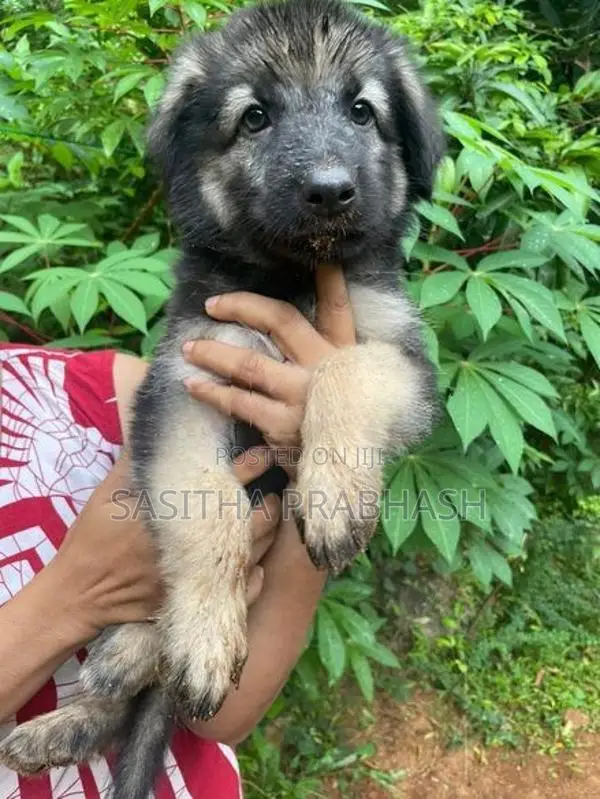German Shepherd Puppy