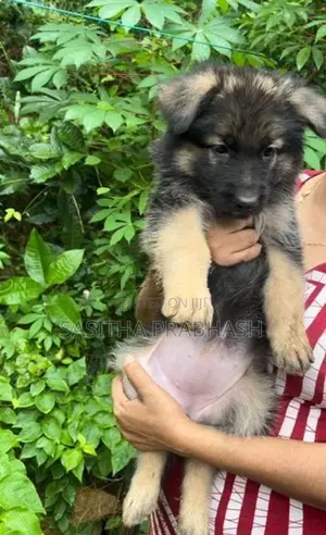 German Shepherd Puppy