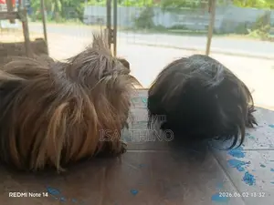 Guinea Pig