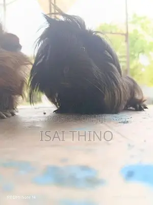 Guinea Pig