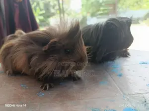 Guinea Pig