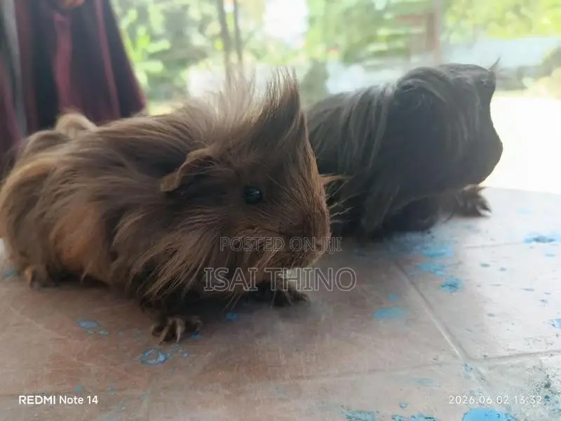 Guinea Pig