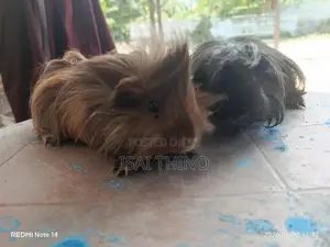 Guinea Pig