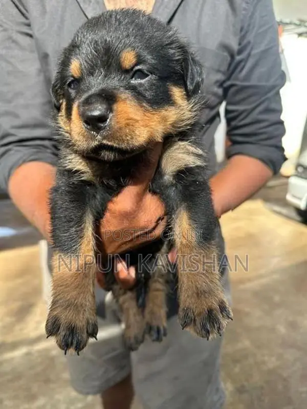 Rottweiler Puppy