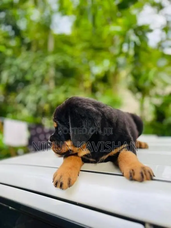 Rottweiler Puppy