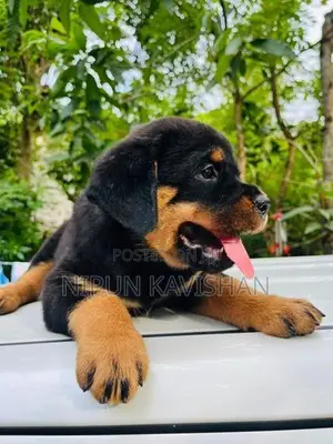 Rottweiler Puppy