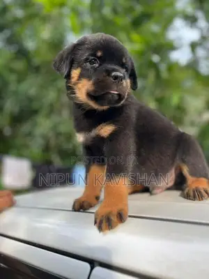 Rottweiler Puppy